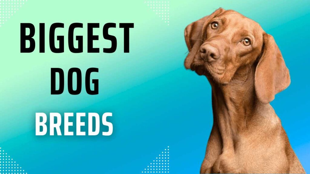 biggest dog breeds in the world