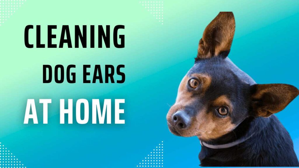How to clean dog ears at home