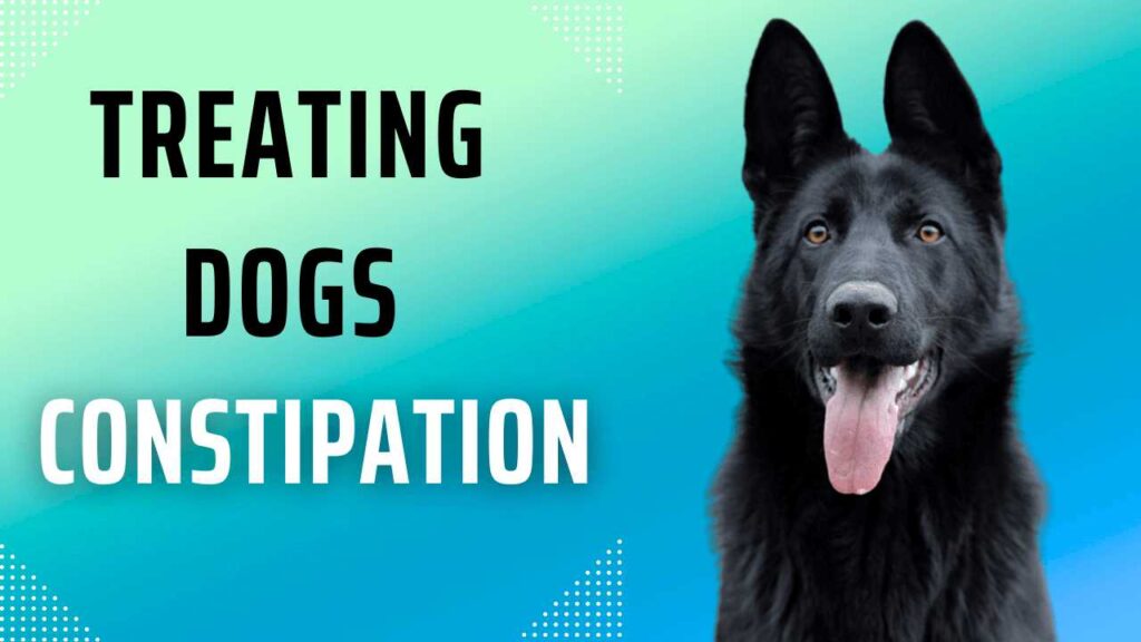 How to treat constipation in dogs