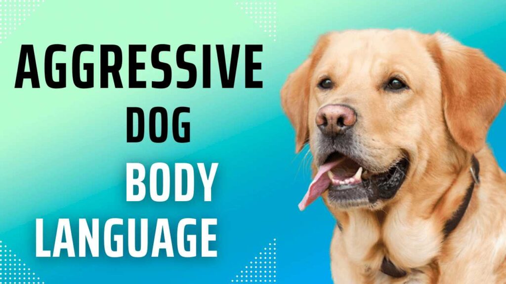 aggressive dog body language