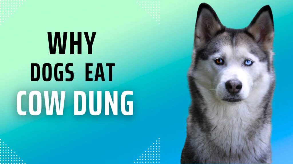 why dogs eat cow dung